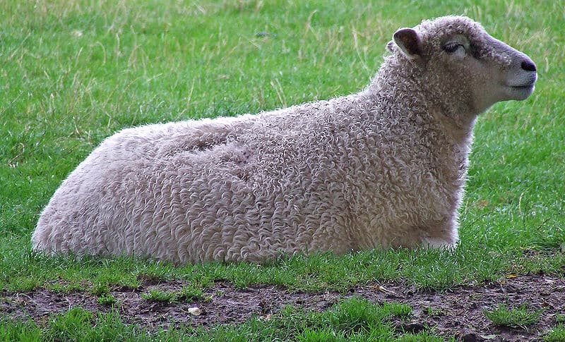 Cotswold Sheep