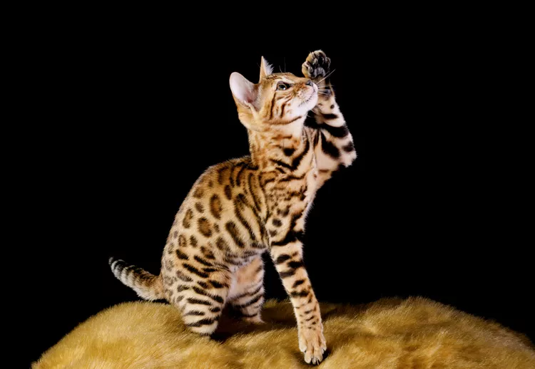 Bengal Cat