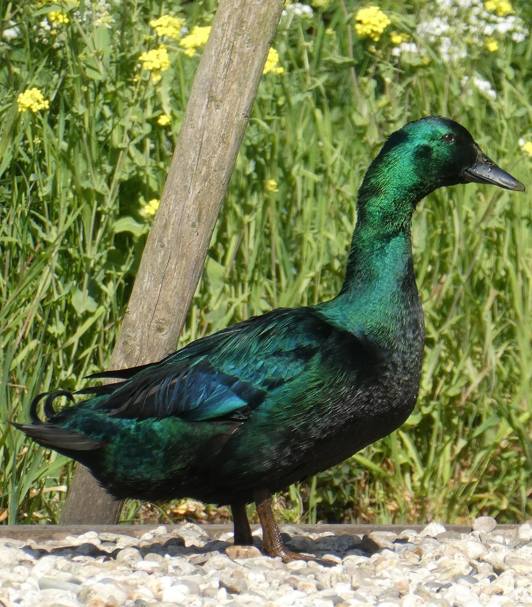 Cayuga duck