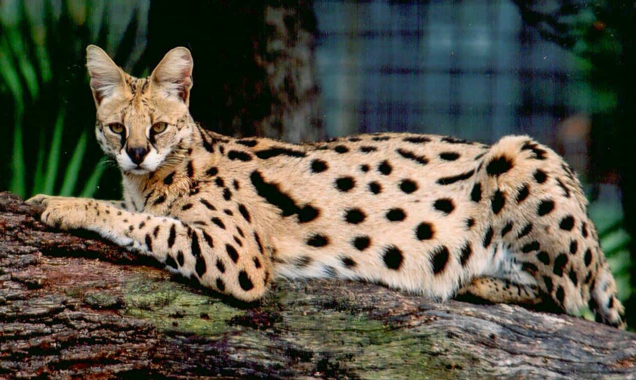 Savannah Cat