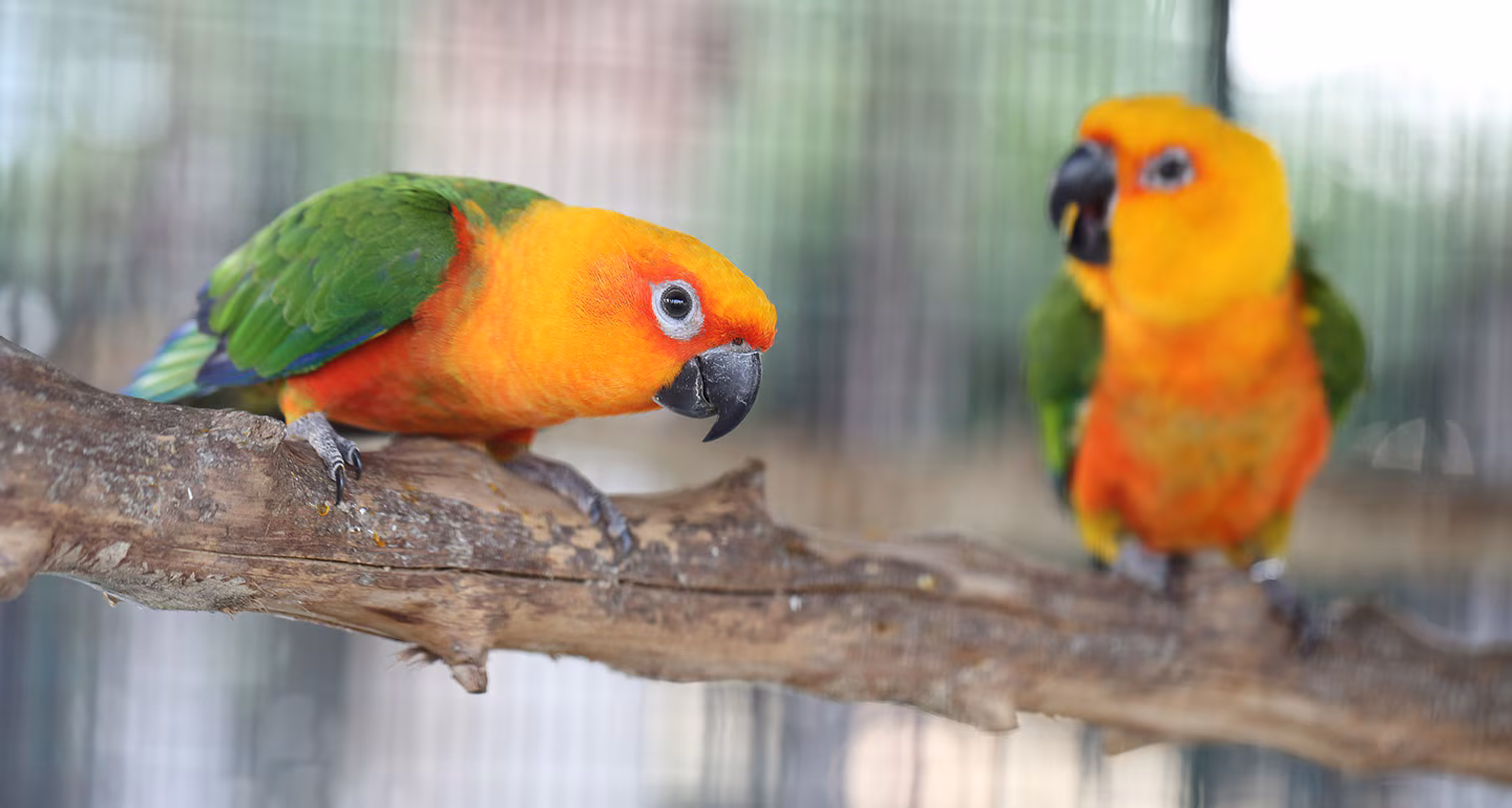 Conures