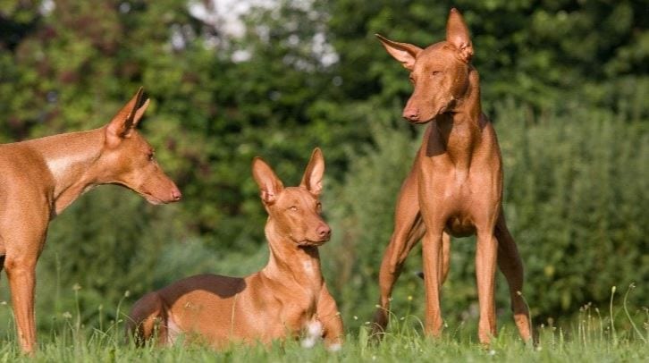 Pharaoh Hound