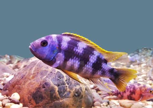 Fancy Goldfish (Carassias auratus)
