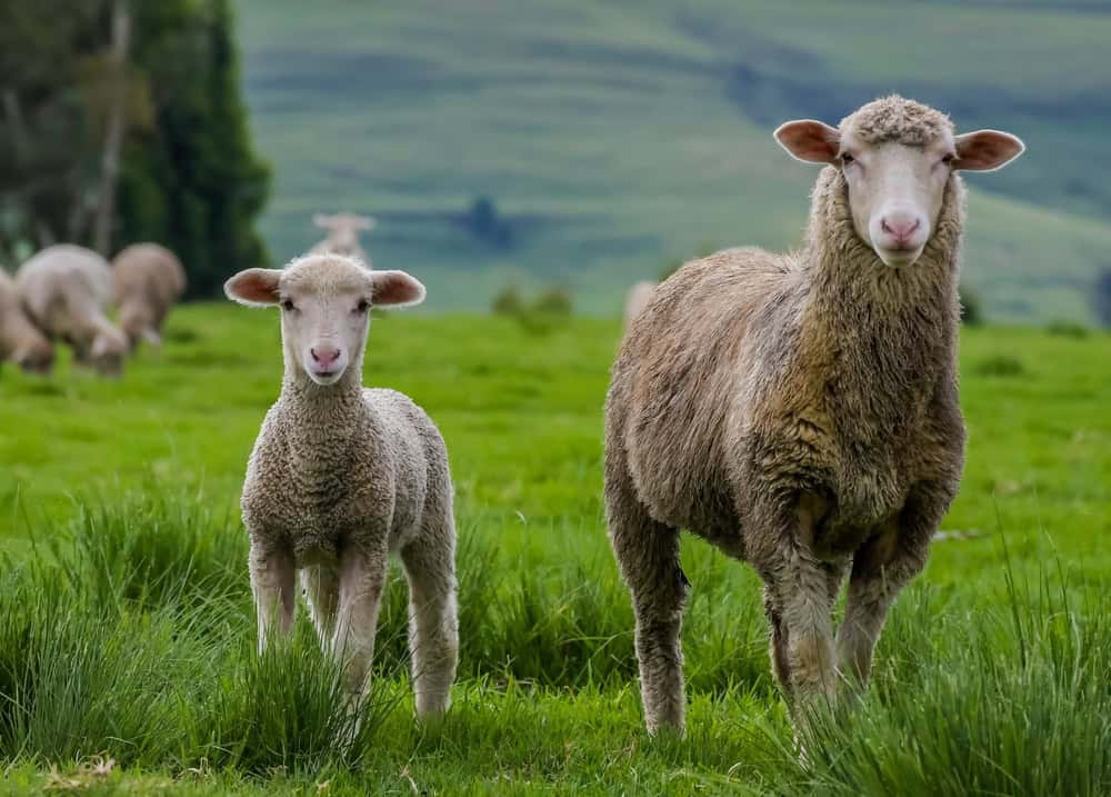 Merino Sheep