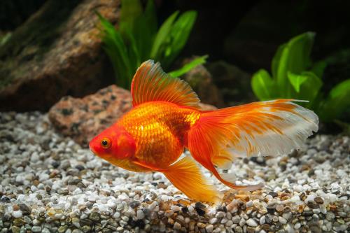 The Betta (Betta splendens)